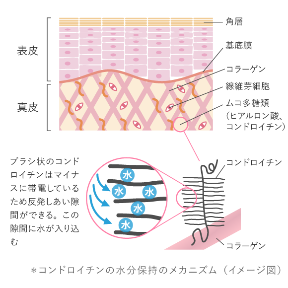 * コンドロイチンの水分保持のメカニズム（イメージ図）